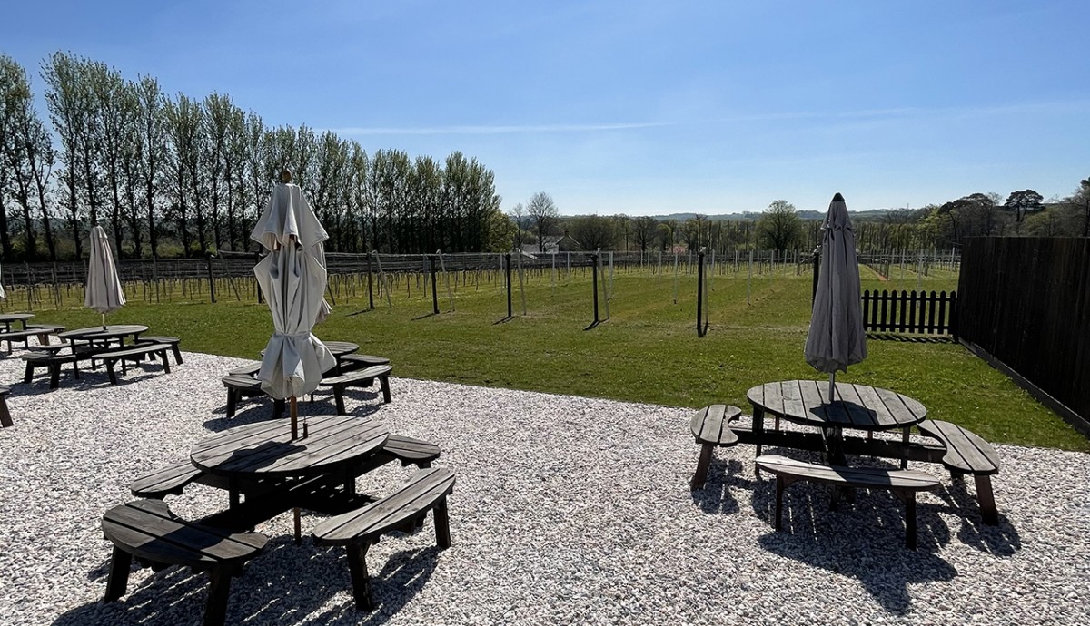 ws vineyard.jpg